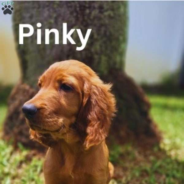 Pinky, Irish Setter Puppy